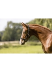 Kantaras kumeliukui Eskadron Foal Core Kantaras kumeliukui Eskadron Foal Core