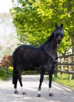 ESKADRON