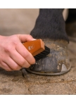 Šepetys kanopoms HardWood, kieti šereliai